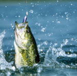 Pesca: conceptos básicos para principiantes Pesca: conceptos básicos para principiantes