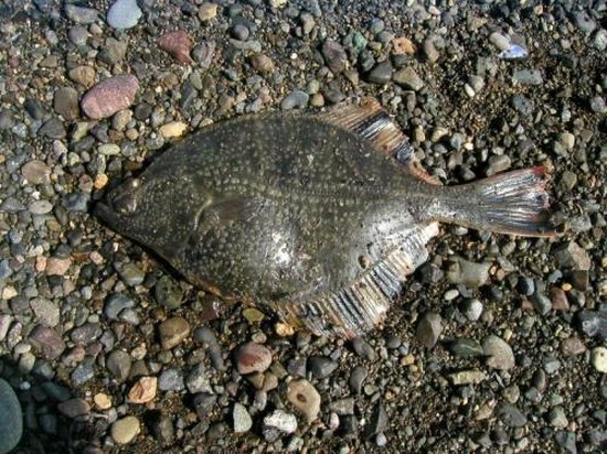 Pescado grande y pequeño: los mejores lugares para pescar en Crimea