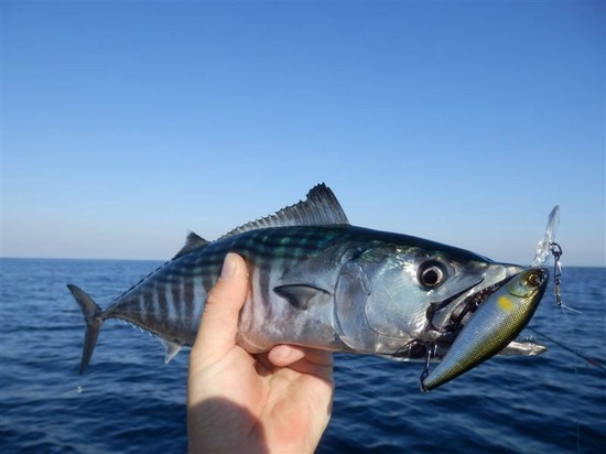 Pescado grande y pequeño: los mejores lugares para pescar en Crimea