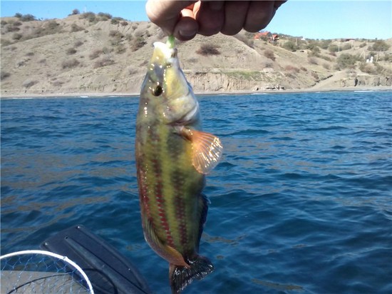 Pescado grande y pequeño: los mejores lugares para pescar en Crimea