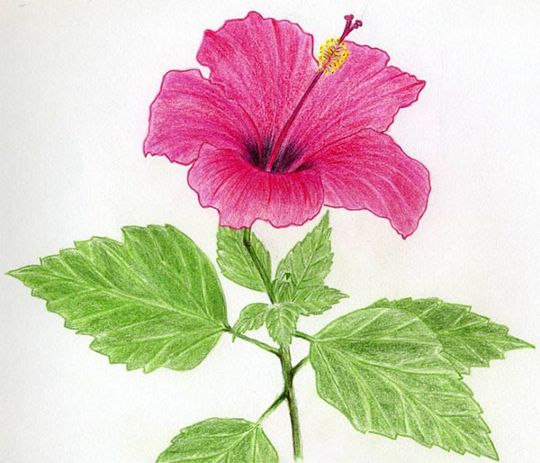 Figura Flor