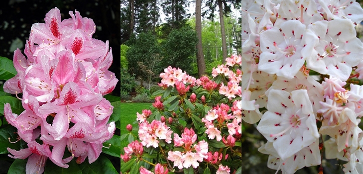 Rhododendron - plantación y cuidado