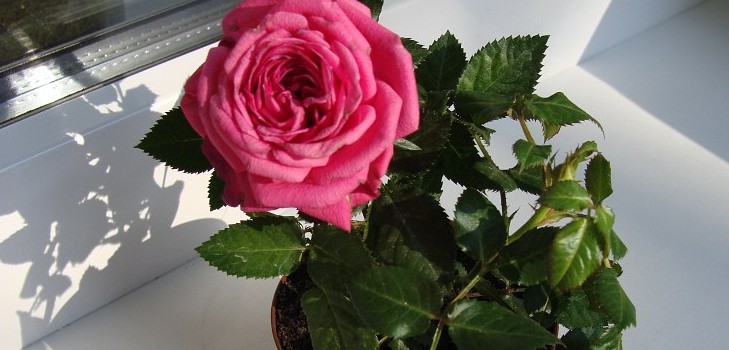 Rose en casa: cuidado y contenido Rose en casa: cuidado y contenido