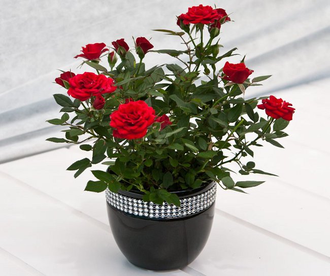 Rose en casa: cuidado y contenido Rose en casa: cuidado y contenido