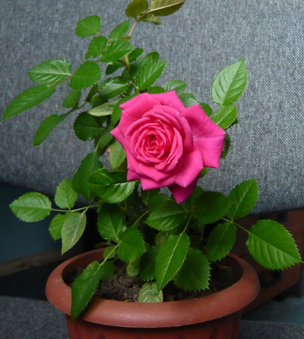 Rose en casa: cuidado y contenido Rose en casa: cuidado y contenido