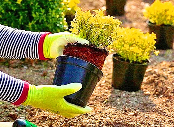 Boj - decoración de hoja perenne para el jardín y el alféizar de la ventana