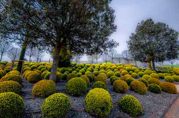 Boj - decoración de hoja perenne para el jardín y el alféizar de la ventana