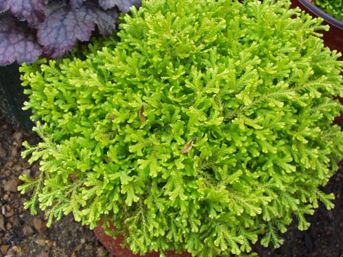 Selaginella: Especie