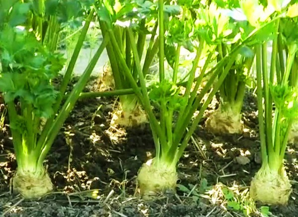 Apio: cultivo y las variedades más interesantes para campo abierto e invernaderos