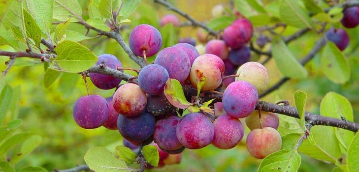 Fregadero de jardín las mejores variedades para el cultivo