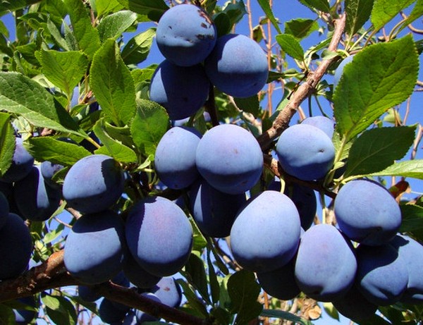Fregadero de jardín las mejores variedades para el cultivo