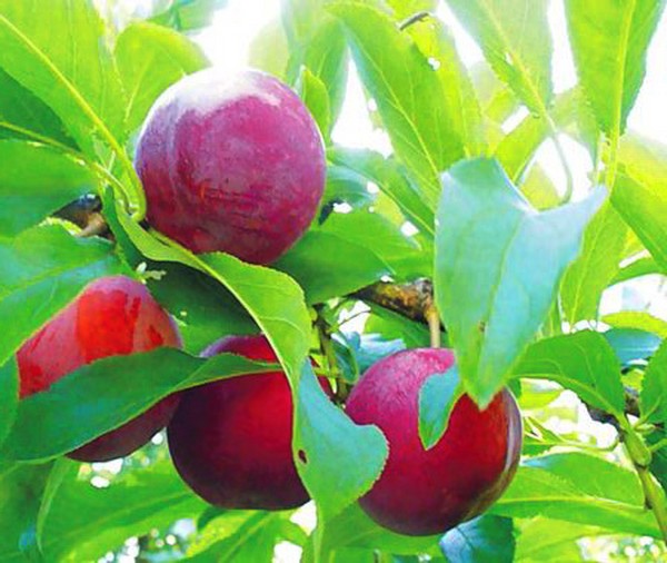 Fregadero de jardín las mejores variedades para el cultivo