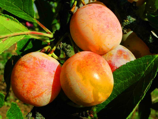 Fregadero de jardín las mejores variedades para el cultivo