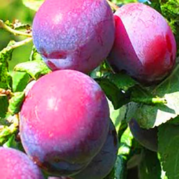 Fregadero de jardín las mejores variedades para el cultivo