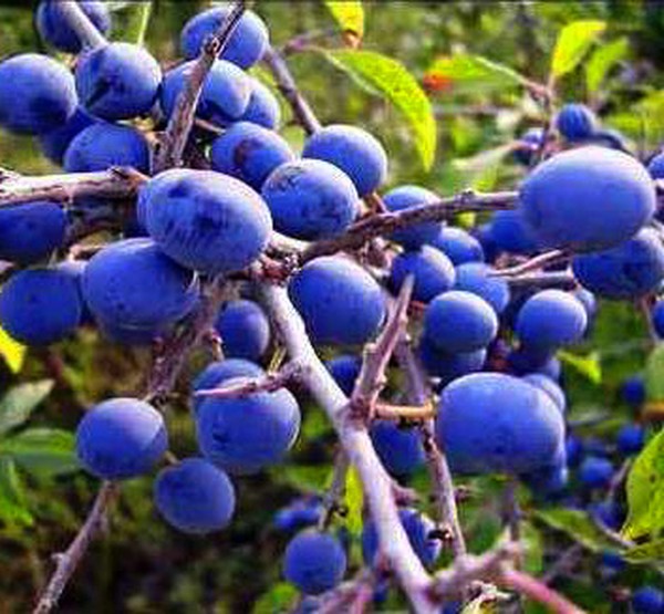 Fregadero de jardín las mejores variedades para el cultivo