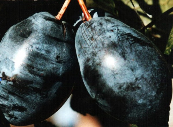 Fregadero de jardín las mejores variedades para el cultivo
