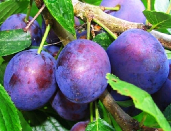 Fregadero de jardín las mejores variedades para el cultivo