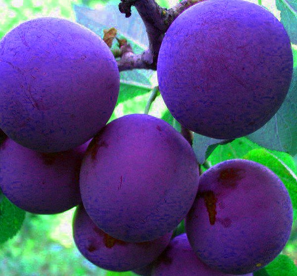Fregadero de jardín las mejores variedades para el cultivo