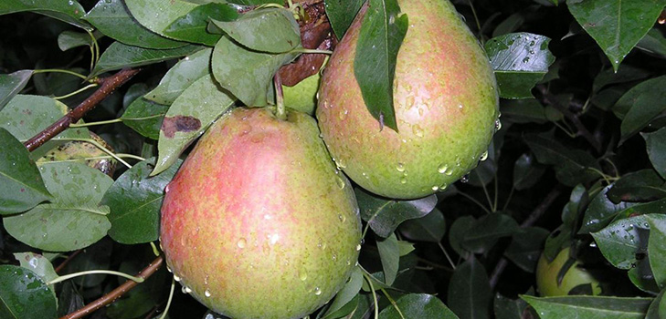 Los mejores grados de peras - descripciones, plantación y cuidado, foto