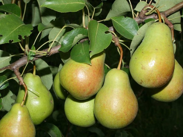 Los mejores grados de peras - descripciones, plantación y cuidado, foto