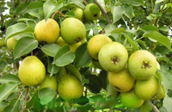 Los mejores grados de peras - descripciones, plantación y cuidado, foto