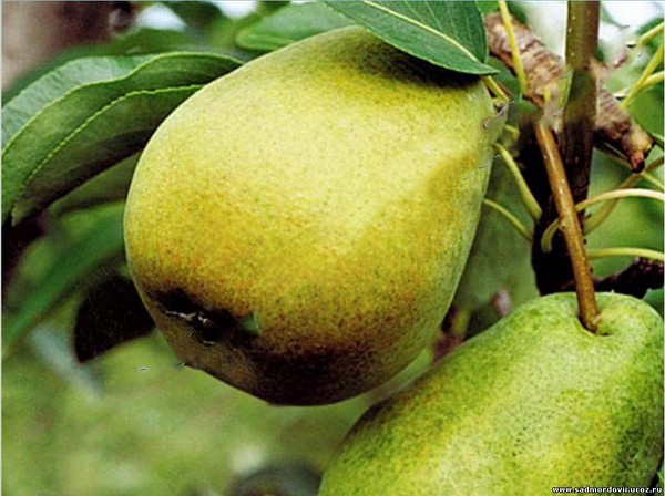 Los mejores grados de peras - descripciones, plantación y cuidado, foto