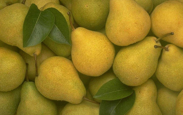 Los mejores grados de peras - descripciones, plantación y cuidado, foto