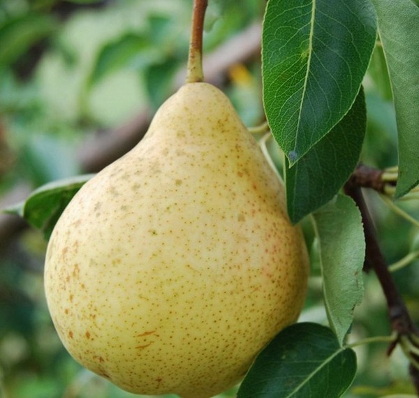 Los mejores grados de peras - descripciones, plantación y cuidado, foto