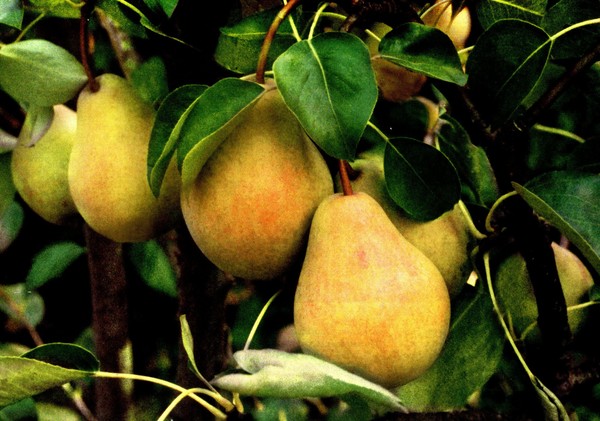 Los mejores grados de peras - descripciones, plantación y cuidado, foto