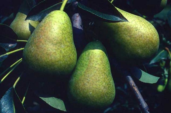 Los mejores grados de peras - descripciones, plantación y cuidado, foto