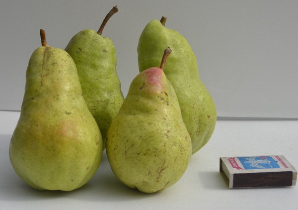 Los mejores grados de peras - descripciones, plantación y cuidado, foto