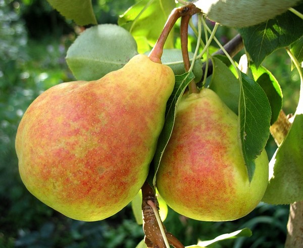 Los mejores grados de peras - descripciones, plantación y cuidado, foto