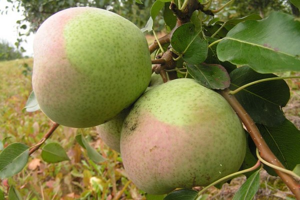 Los mejores grados de peras - descripciones, plantación y cuidado, foto