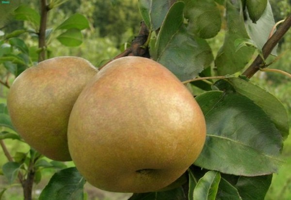 Los mejores grados de peras - descripciones, plantación y cuidado, foto