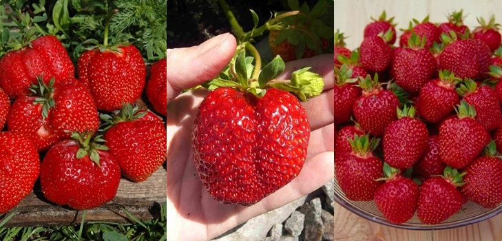 Las mejores fresas - descripción, características, foto