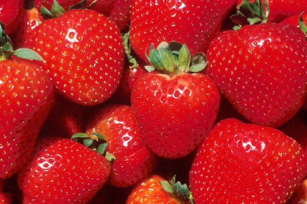 Las mejores fresas - descripción, características, foto