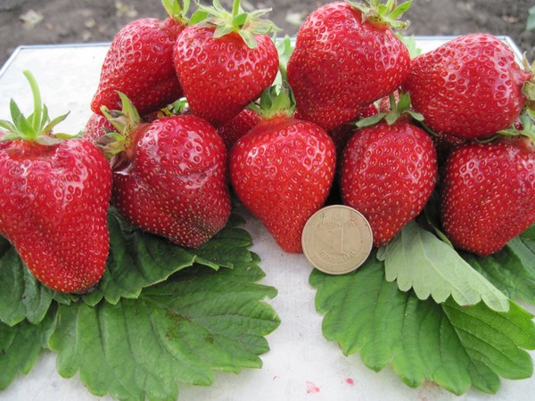 Las mejores fresas - descripción, características, foto