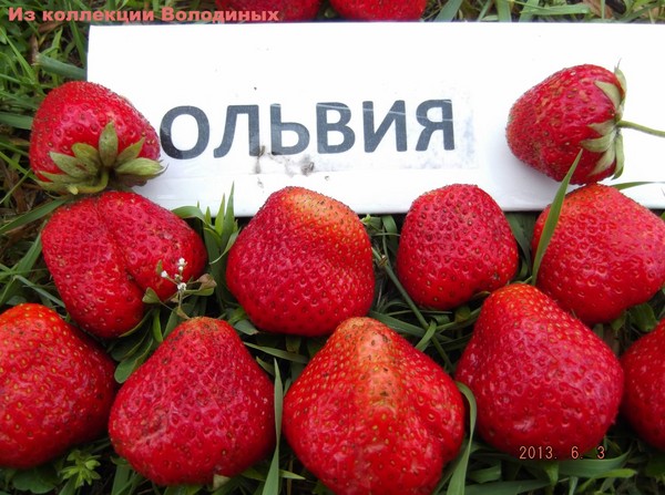 Las mejores fresas - descripción, características, foto