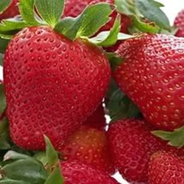 Las mejores fresas - descripción, características, foto