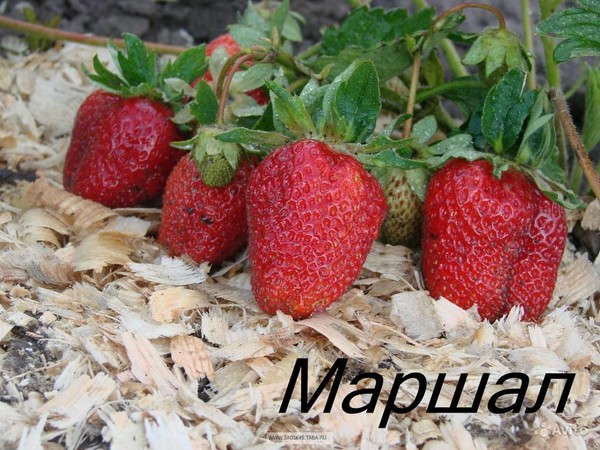 Las mejores fresas - descripción, características, foto