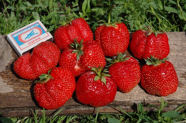 Las mejores fresas - descripción, características, foto