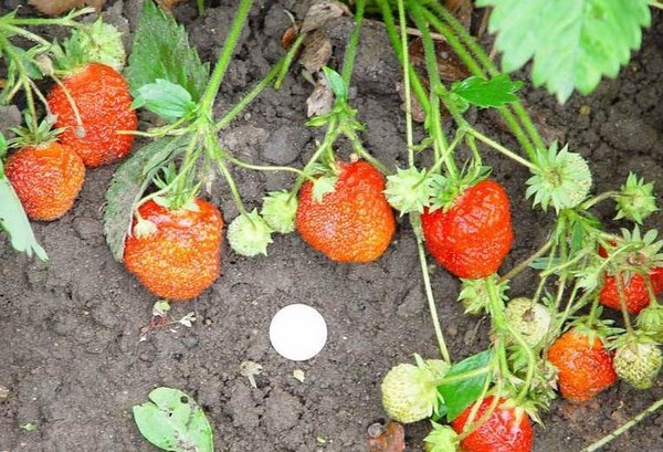 Las mejores fresas - descripción, características, foto