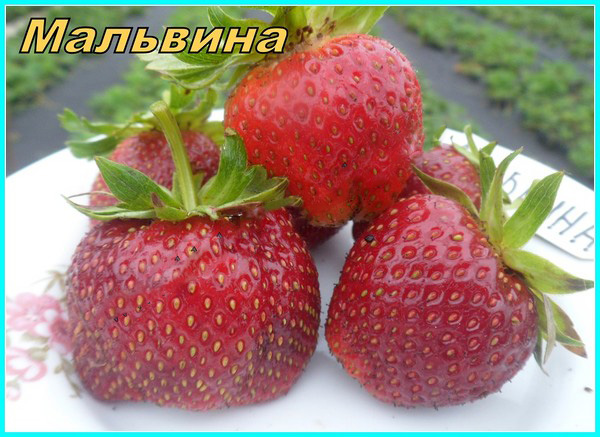 Las mejores fresas - descripción, características, foto
