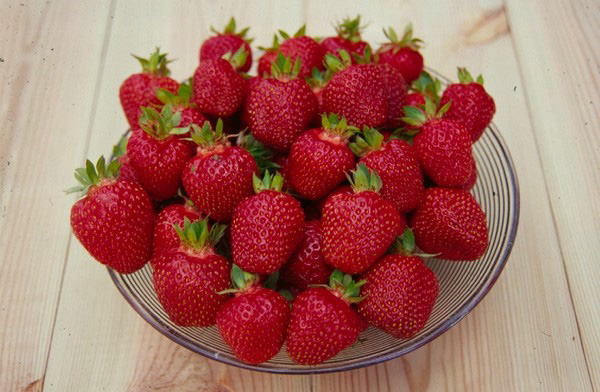 Las mejores fresas - descripción, características, foto