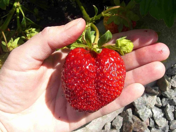 Las mejores fresas - descripción, características, foto