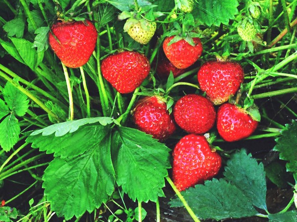 Las mejores fresas - descripción, características, foto