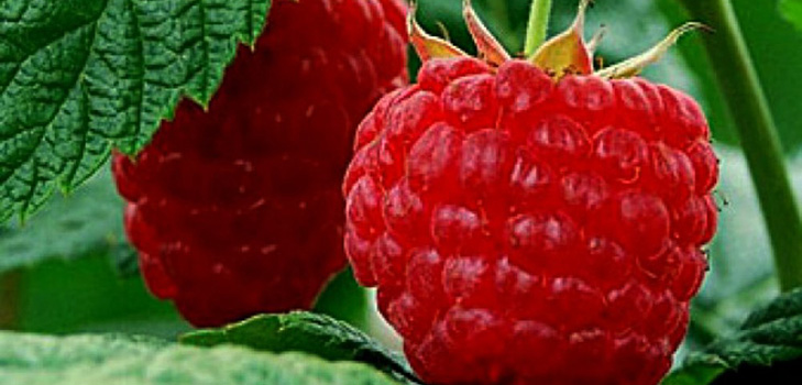 Las mejores variedades de frambuesas: descripciones, plantación y cuidado, foto