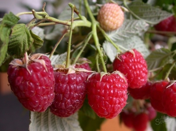 Las mejores variedades de frambuesas: descripciones, plantación y cuidado, foto