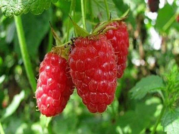 Las mejores variedades de frambuesas: descripciones, plantación y cuidado, foto