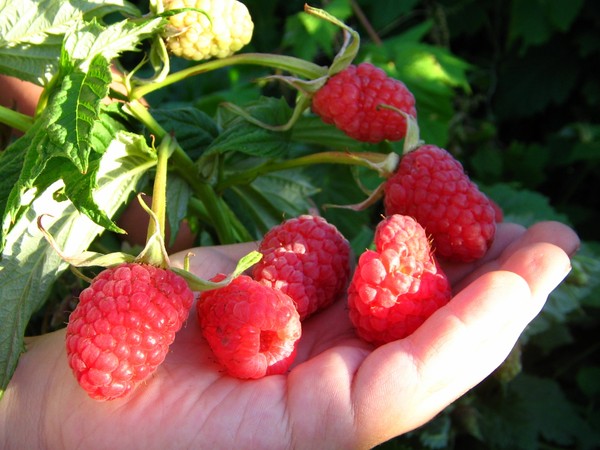 Las mejores variedades de frambuesas: descripciones, plantación y cuidado, foto